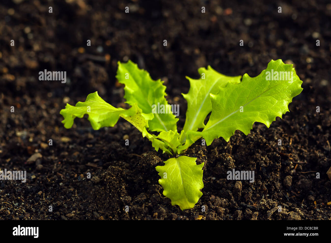 Lactuca Sativa - Lettuces plant Cultivation Stock Photo