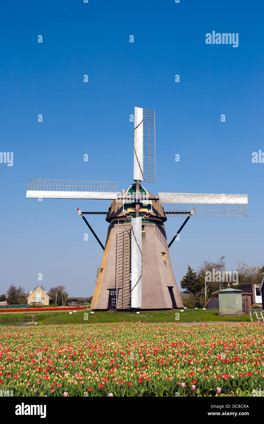 Dutch windmill in a tulipfield in Holland Stock Photo