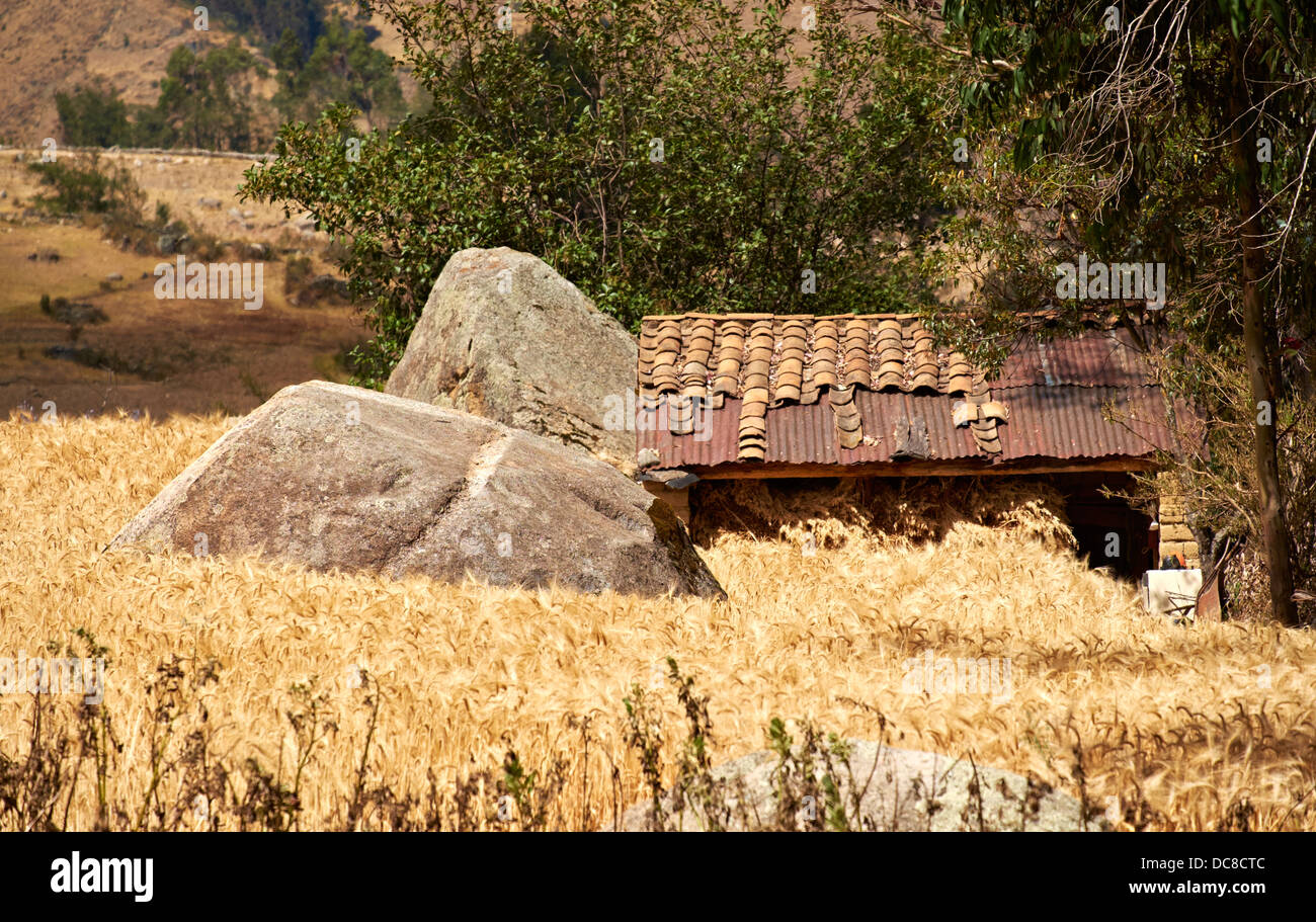 A barn in a barley field on a farm in the Peruvian Andes, South America. Stock Photo