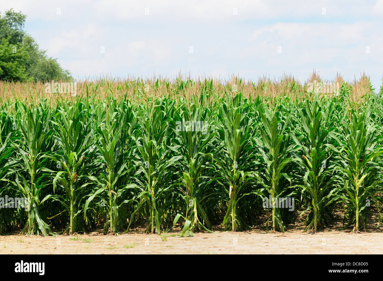 Cornbelt corn field Stock Photo Alamy