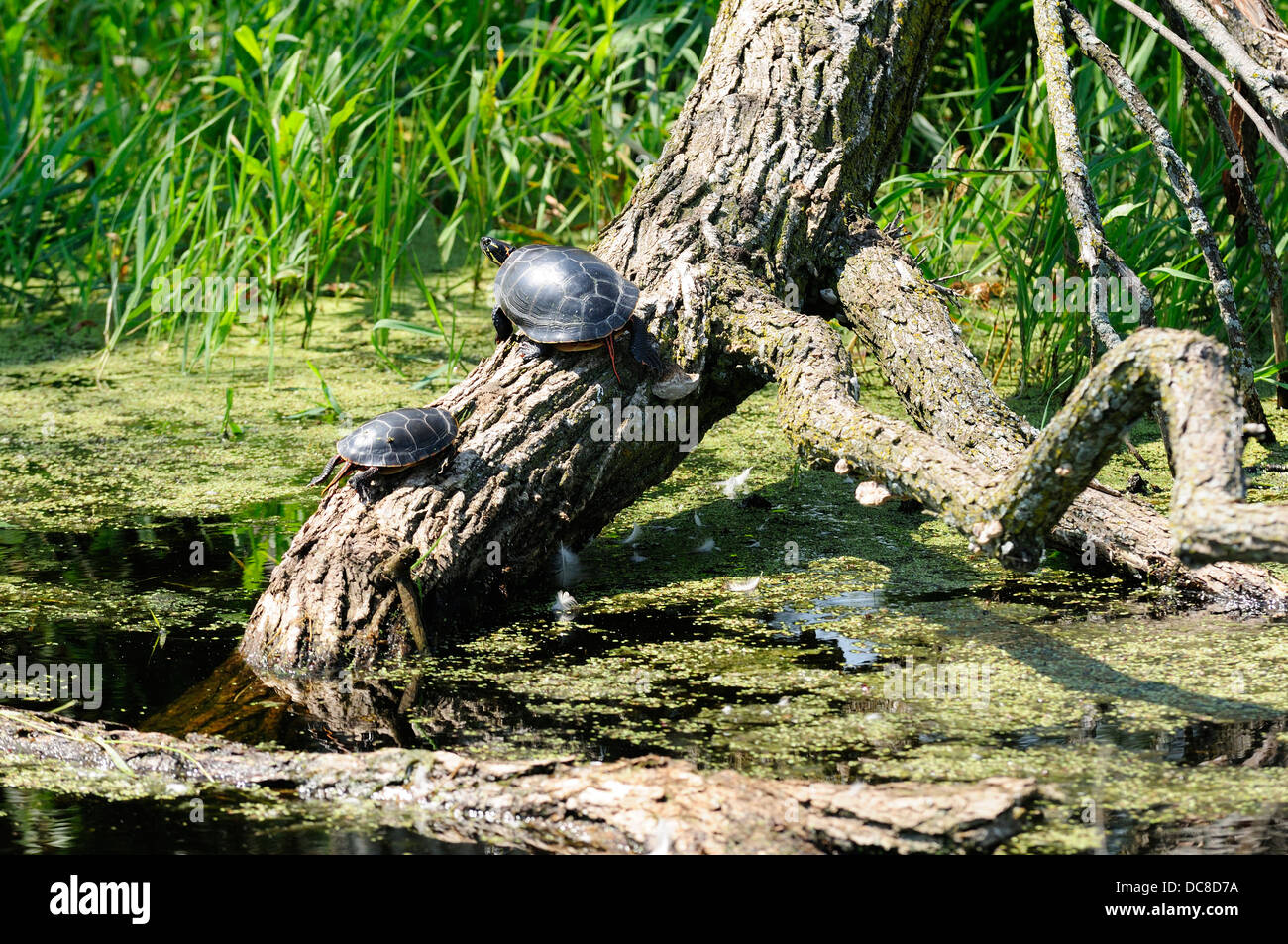 https://c8.alamy.com/comp/DC8D7A/painted-turtles-sunning-on-woodland-marsh-DC8D7A.jpg