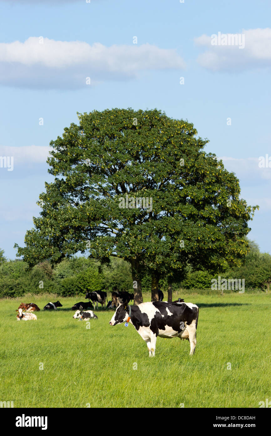 Cows in a farmland and under a tree Stock Photo