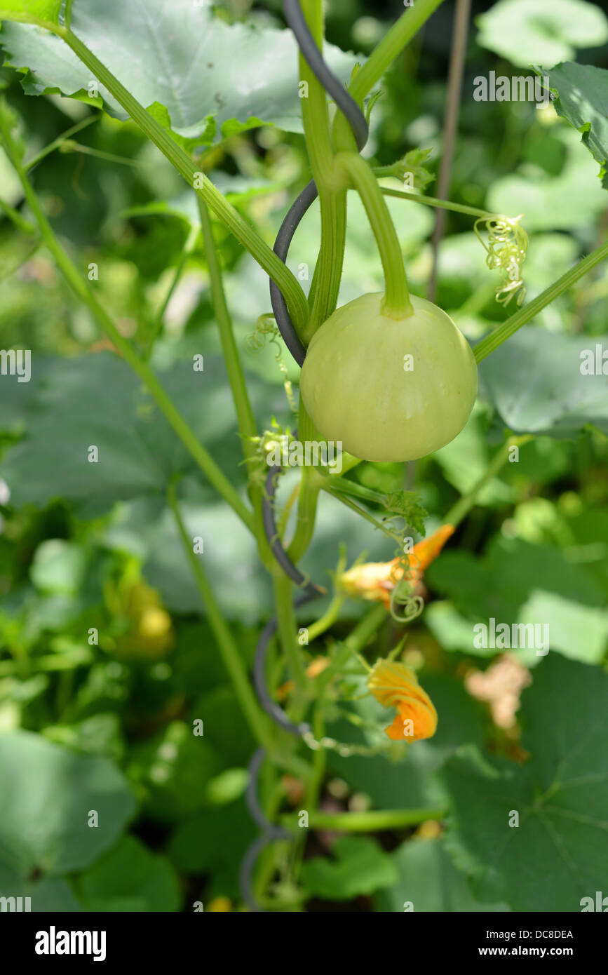 A pumpkin in the garden Stock Photo - Alamy