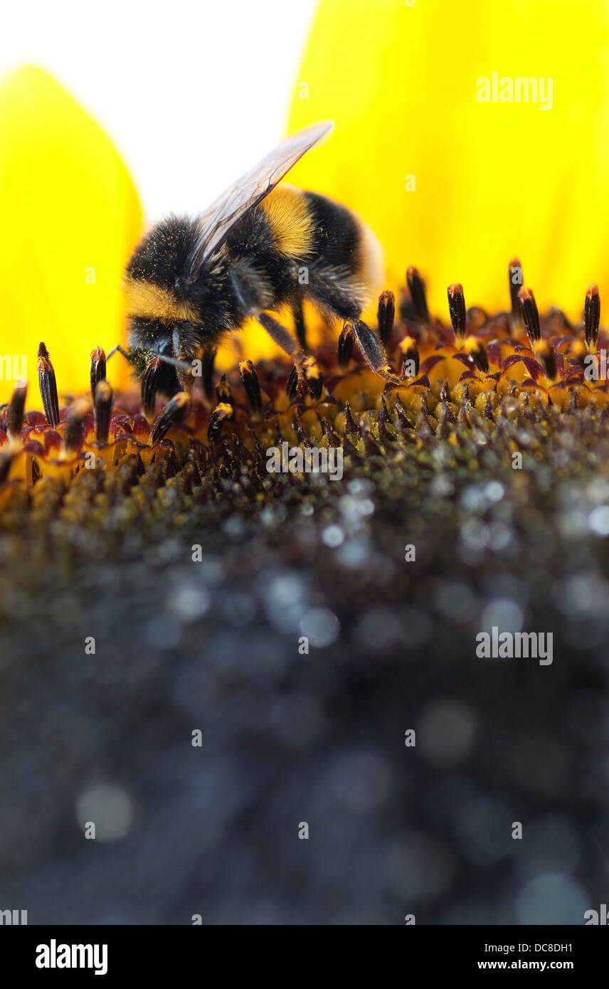 bee collecting pollen from sunflower plant flower Stock Photo Alamy