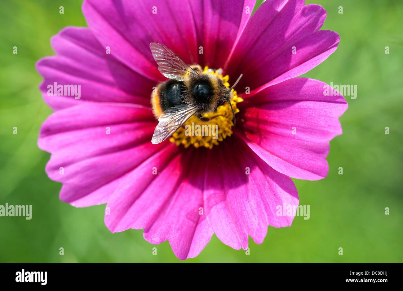bee collecting pollen from pink flower plant Stock Photo