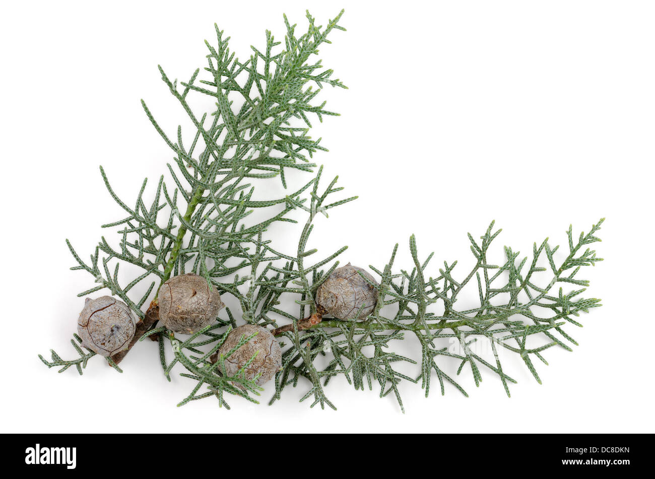 Juniper Sprig and Berries. Over white Stock Photo