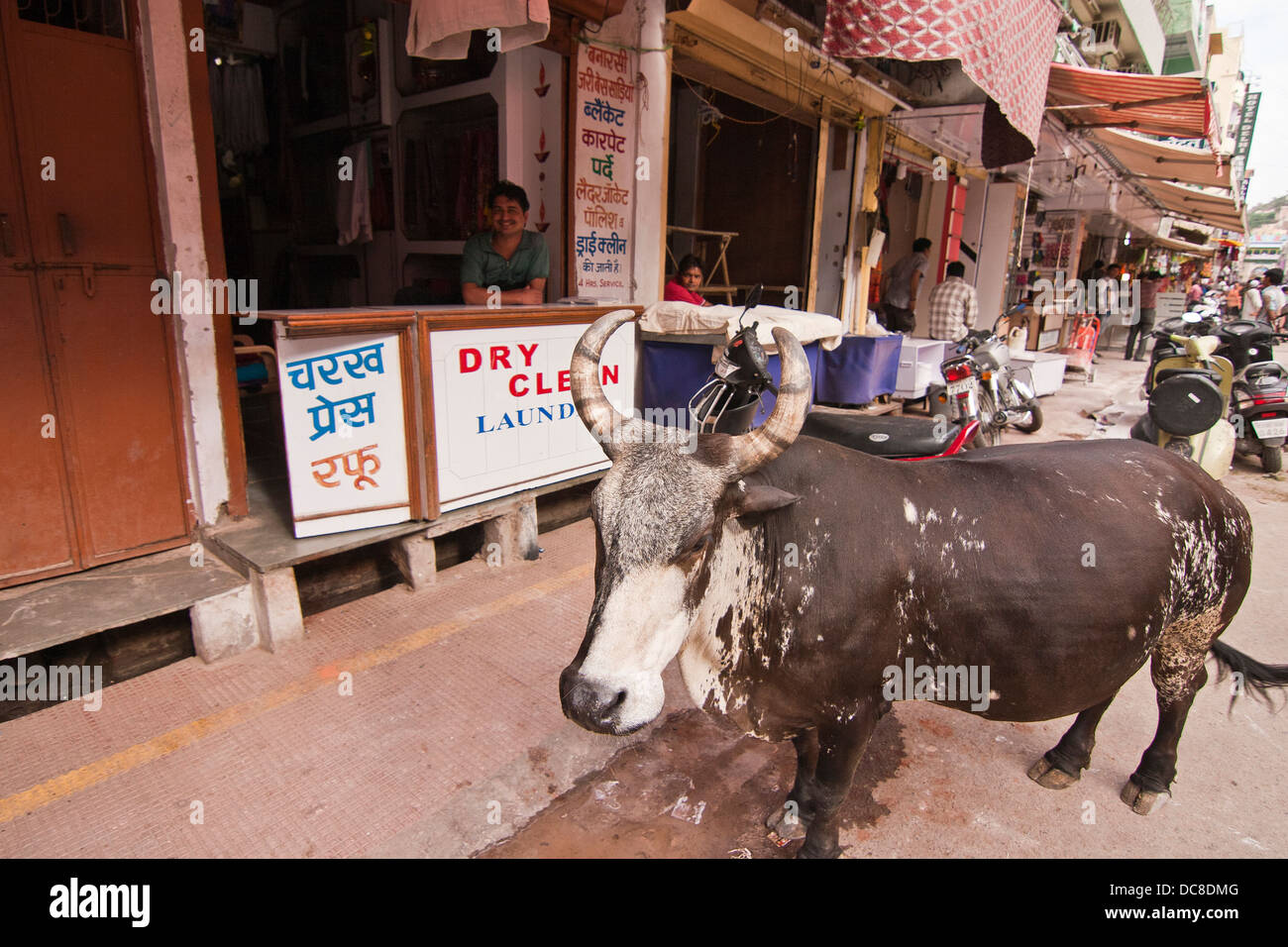 Cow outside laundry shop in India Stock Photo