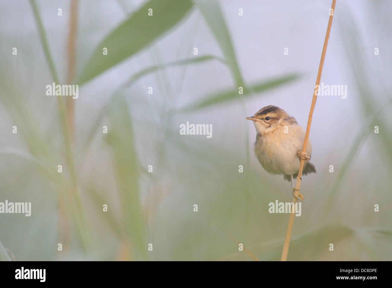 Sedge Warbler (Acrocephalus schoenobaenus) Stock Photo