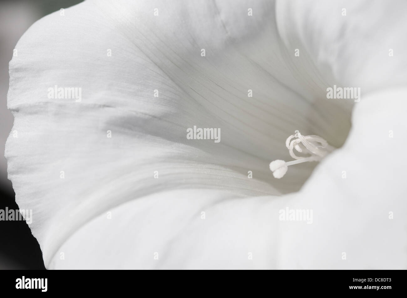 pure white flower close up Stock Photo