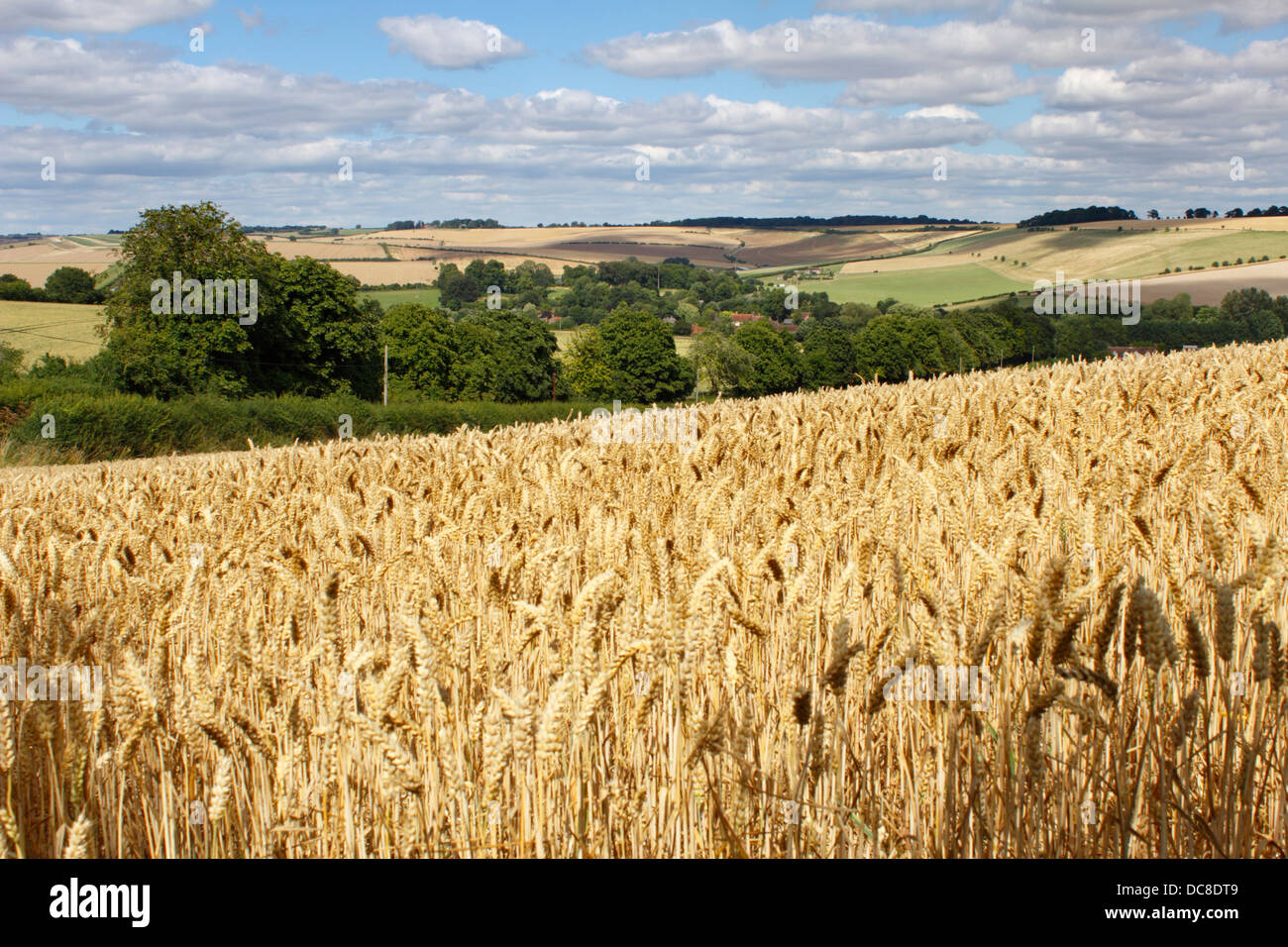 Crop crops wheat cereal hi-res stock photography and images - Alamy