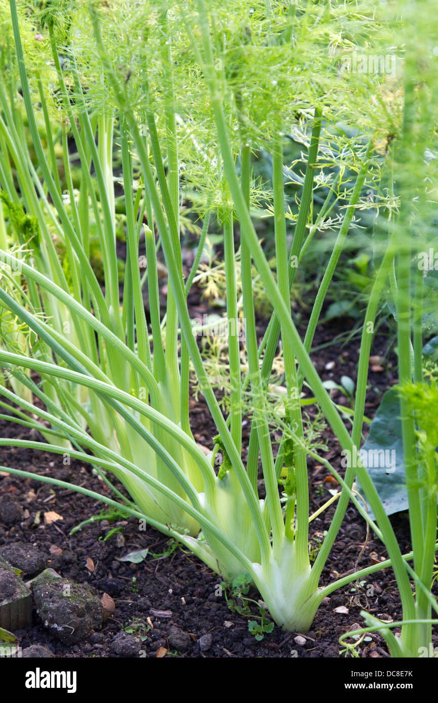 Young Florence Fennel plants Stock Photo Alamy