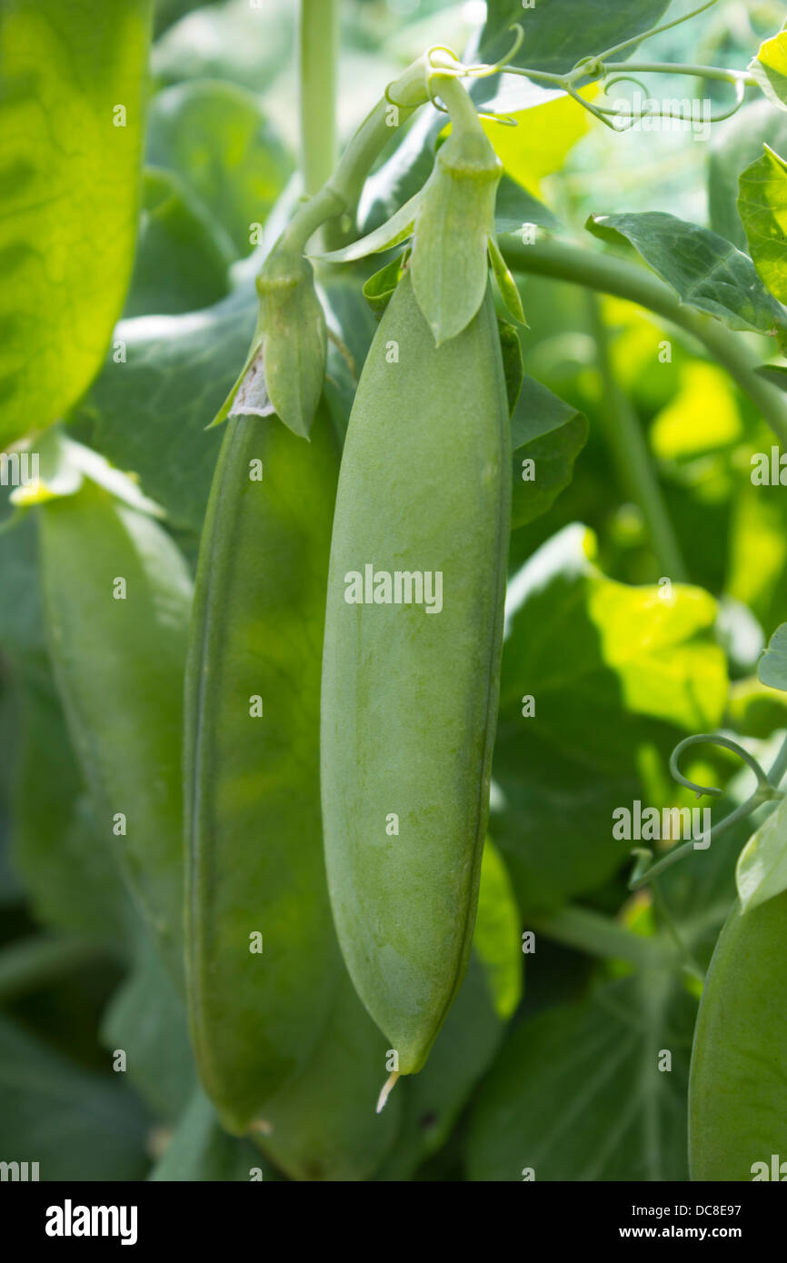 Home grown peas Stock Photo
