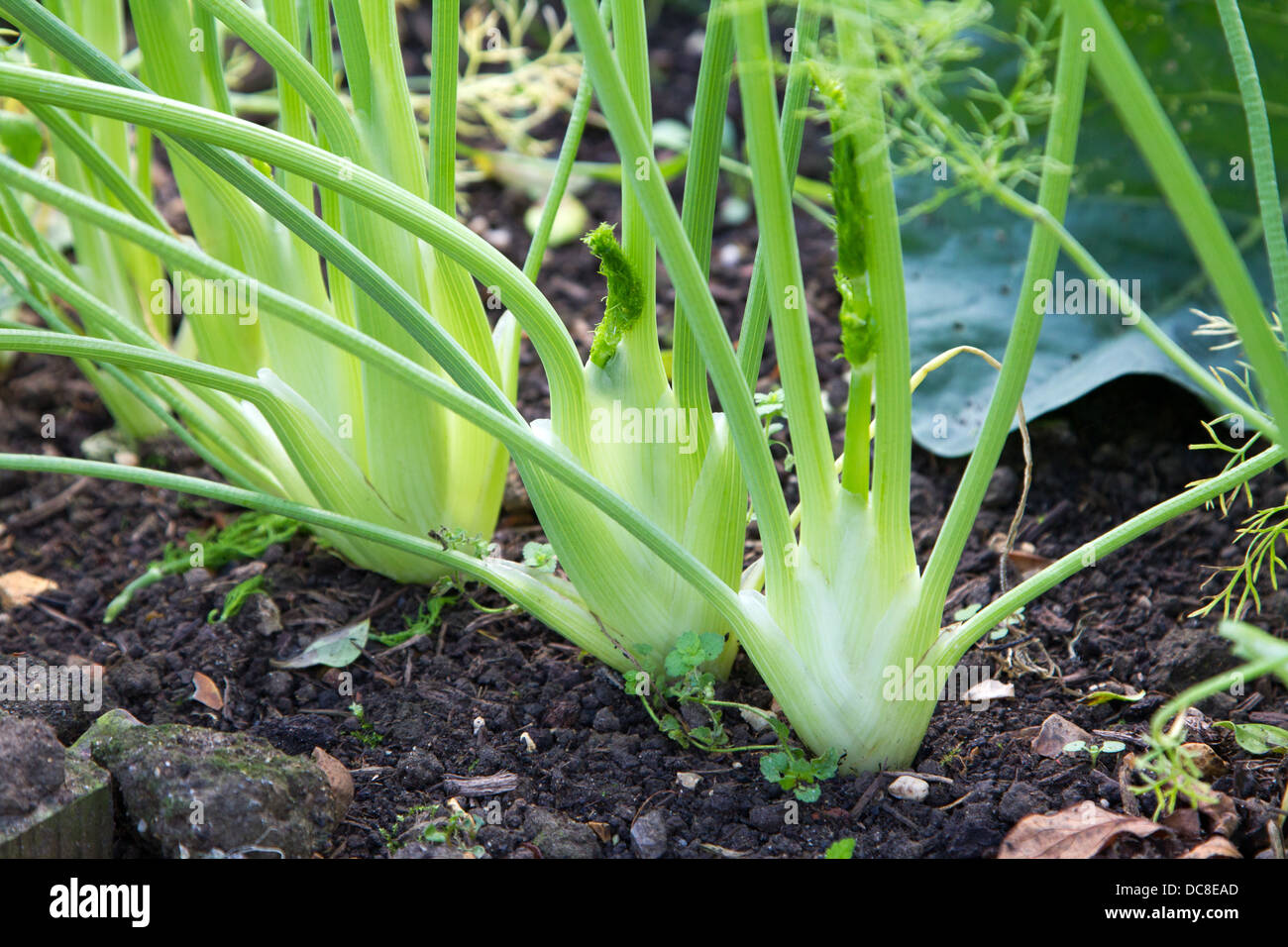 Young Organic Florence Fennel Plants Stock Photo Alamy