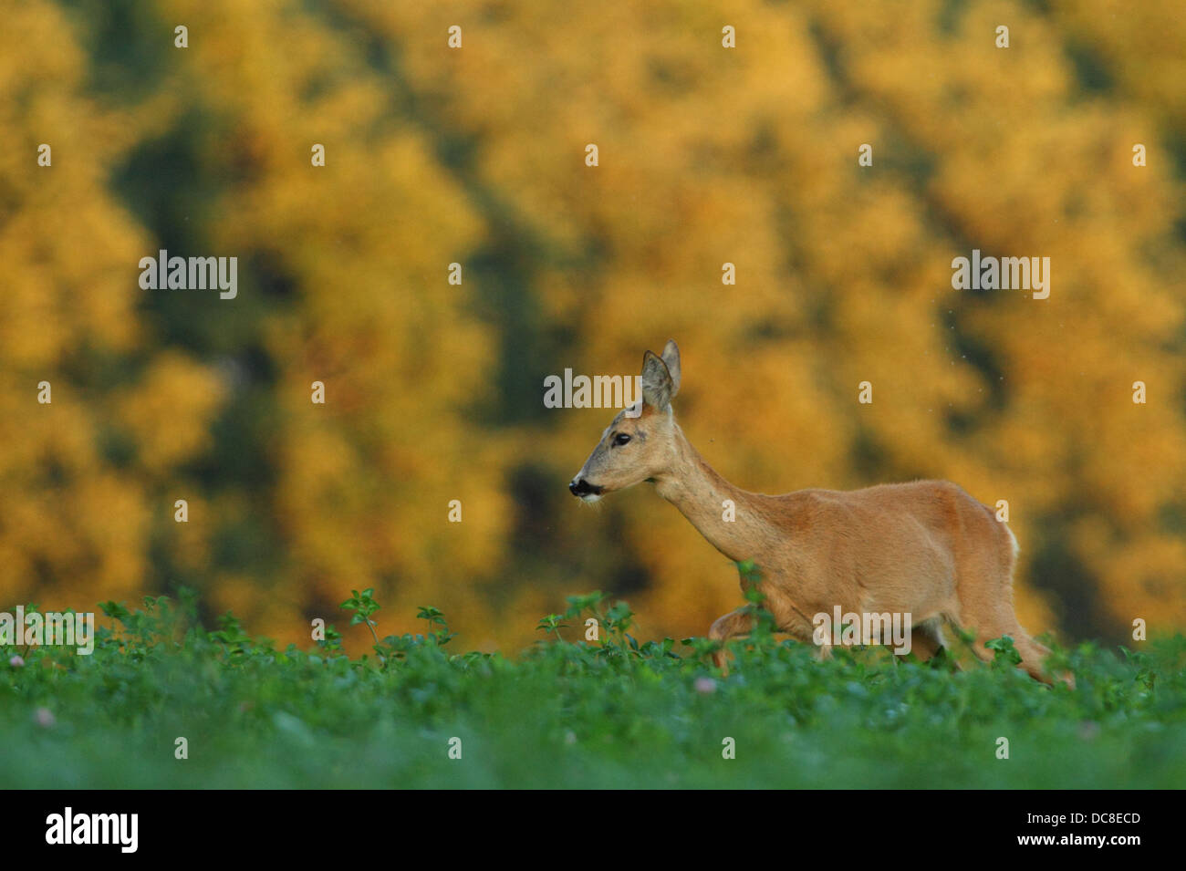 Female roe deer hi-res stock photography and images - Alamy