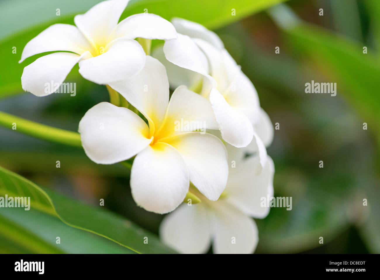 White frangipani flowers on green tree branch Stock Photo Alamy