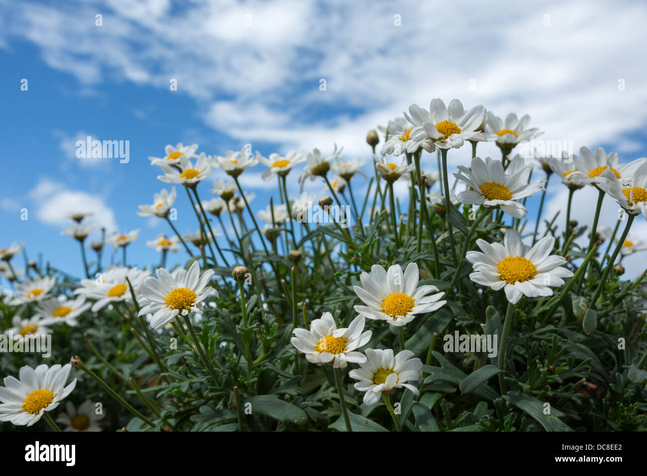 Bright white daisies against a summer sky. Stock Photo