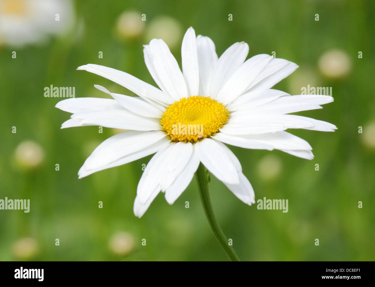 ox-eye daisy over green Stock Photo