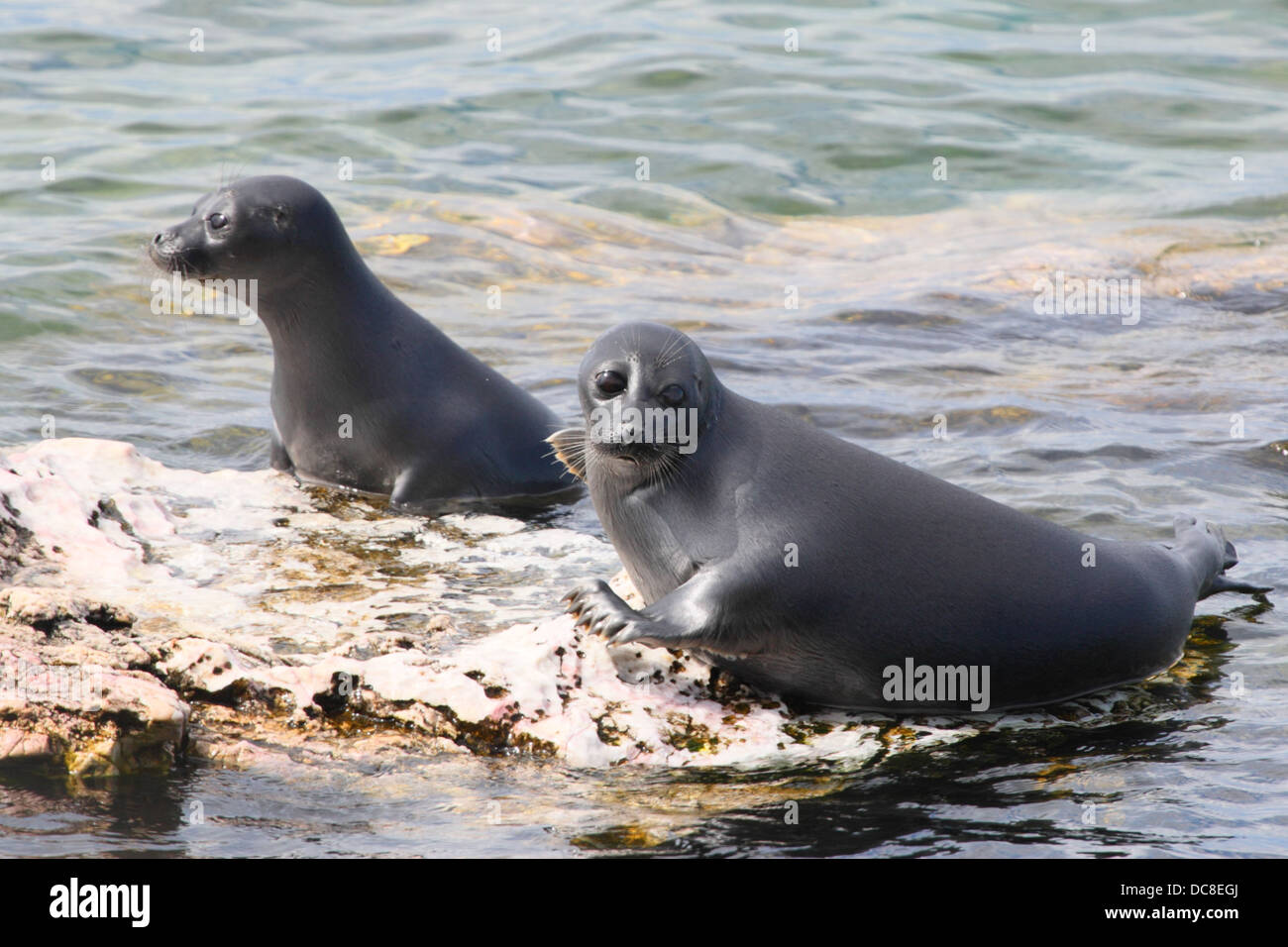 The Baikal seal or nerpa (Phoca sibirica) is a species of earless seal endemic to Lake Baikal in Siberia. Stock Photo