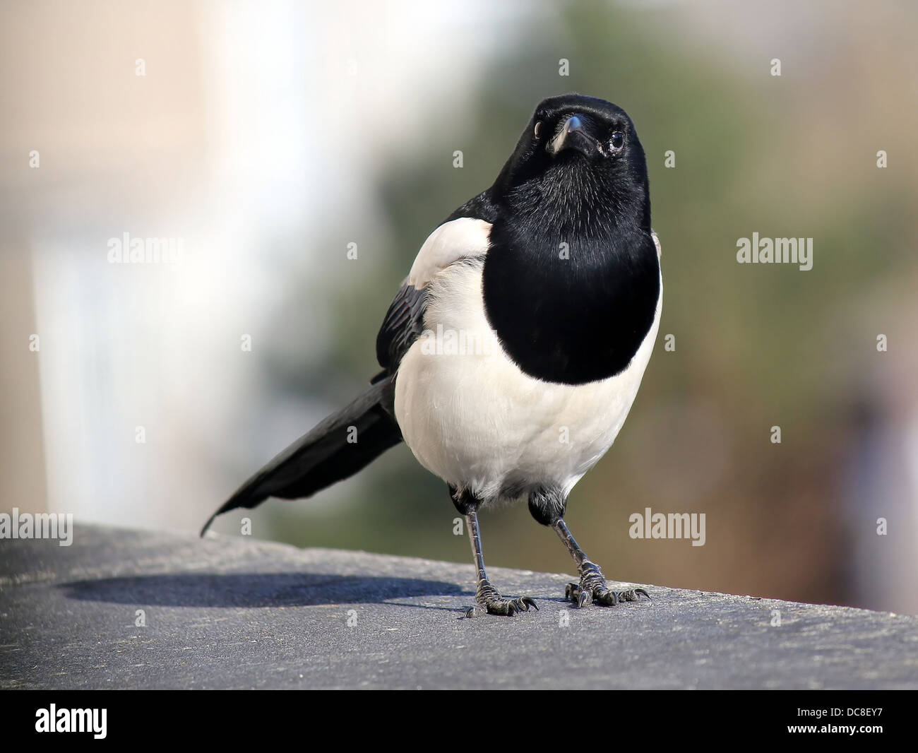 Common magpie (pica pica) in closeup. Stock Photo