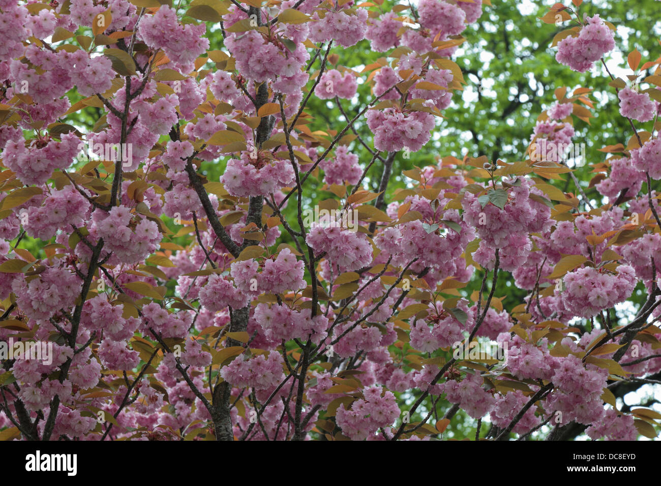 Spring tree with pink flowers Stock Photo - Alamy