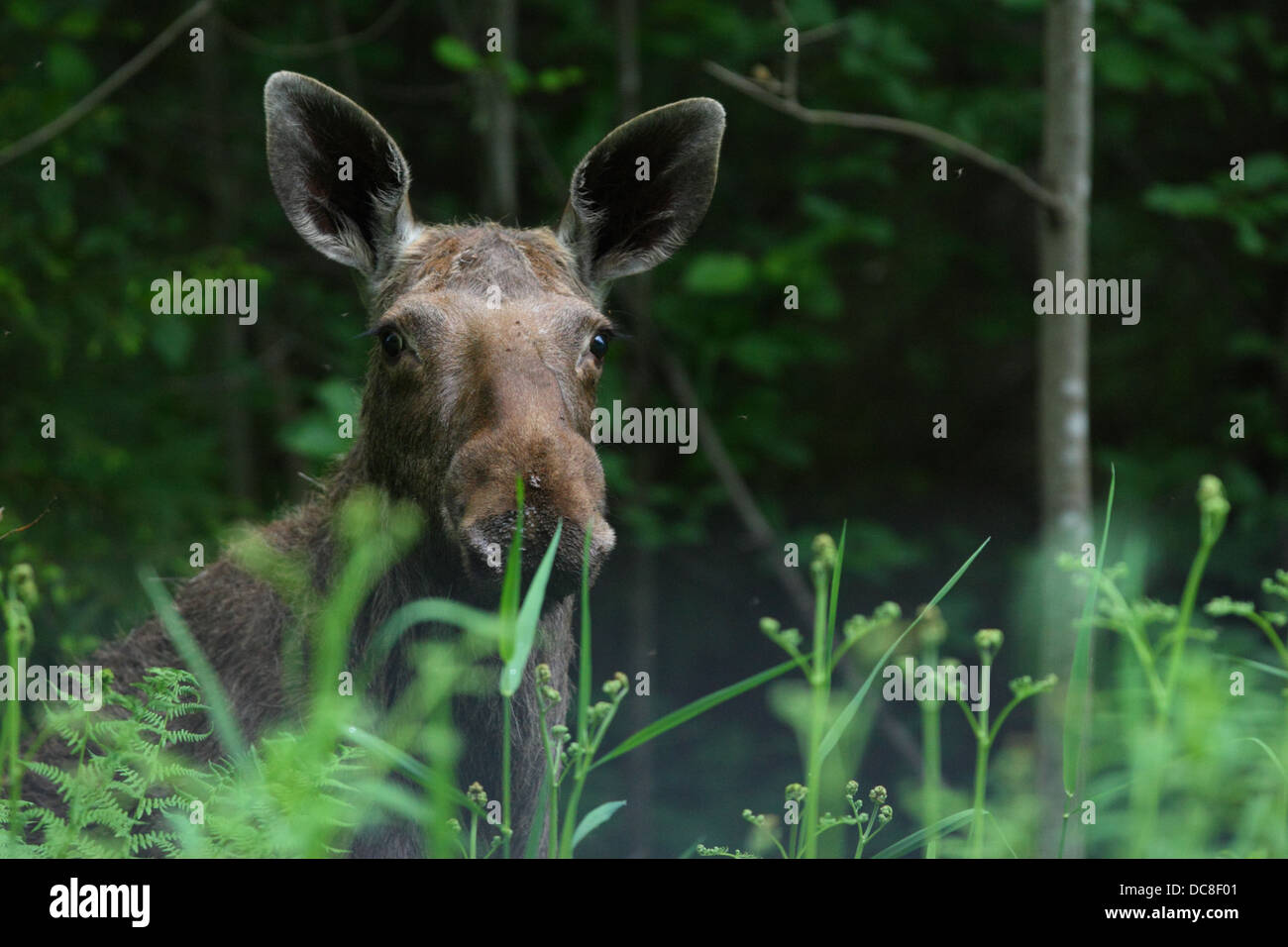 Portrait of an Elk (Alces alces). Stock Photo