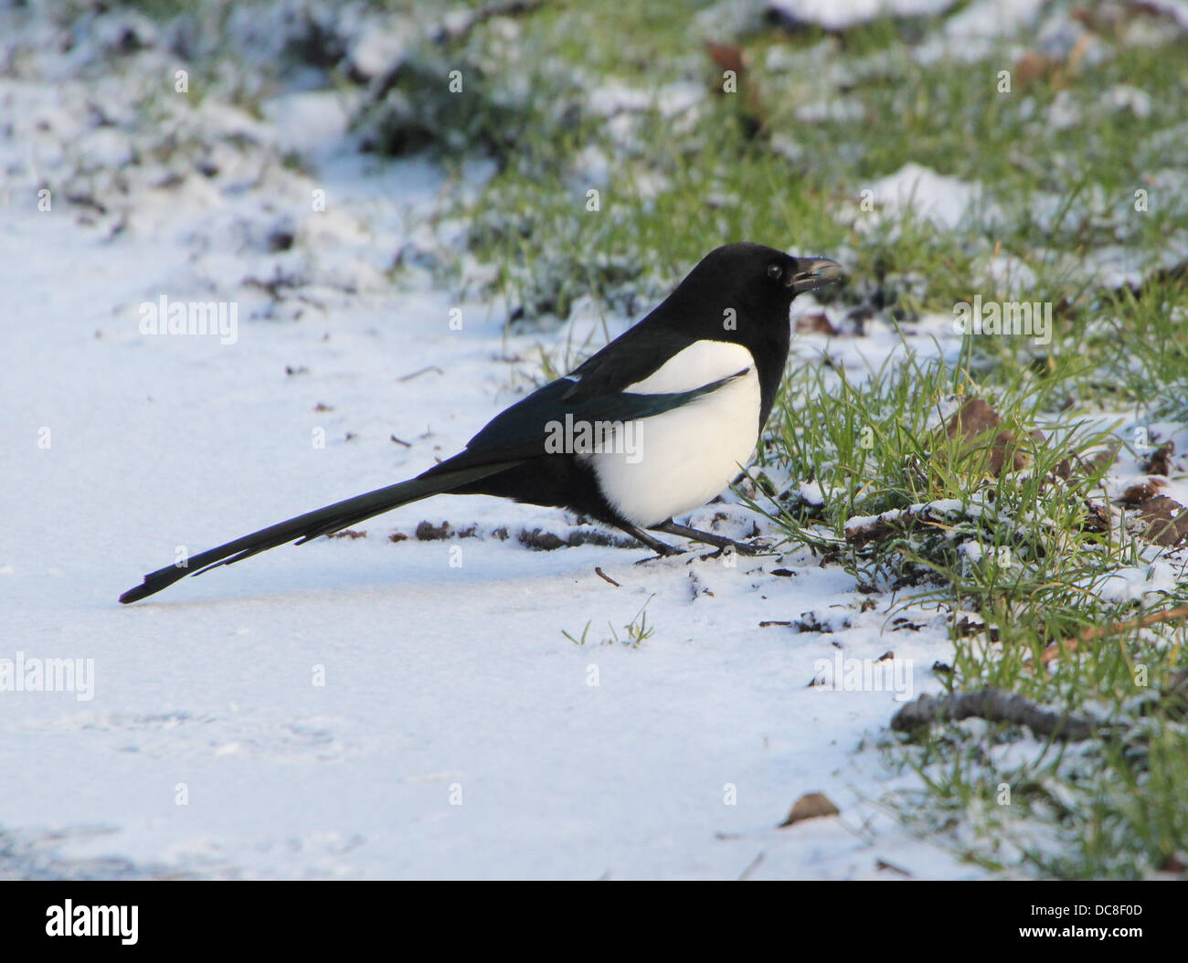 Common magpie (pica pica) on the ground during winter. Stock Photo