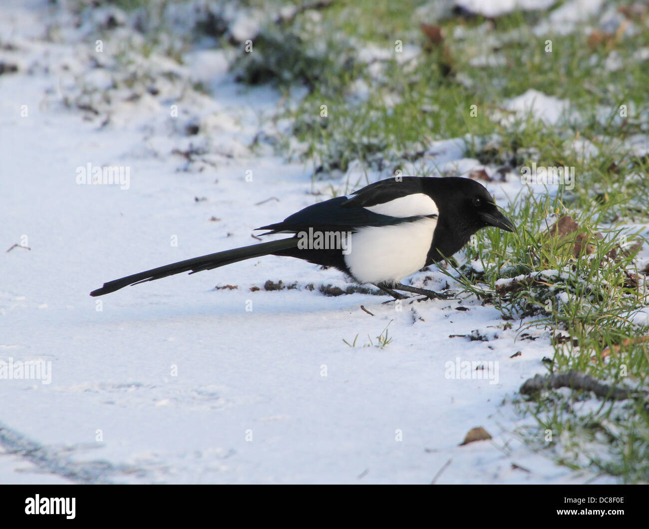 Common magpie (pica pica) on the ground during winter. Stock Photo