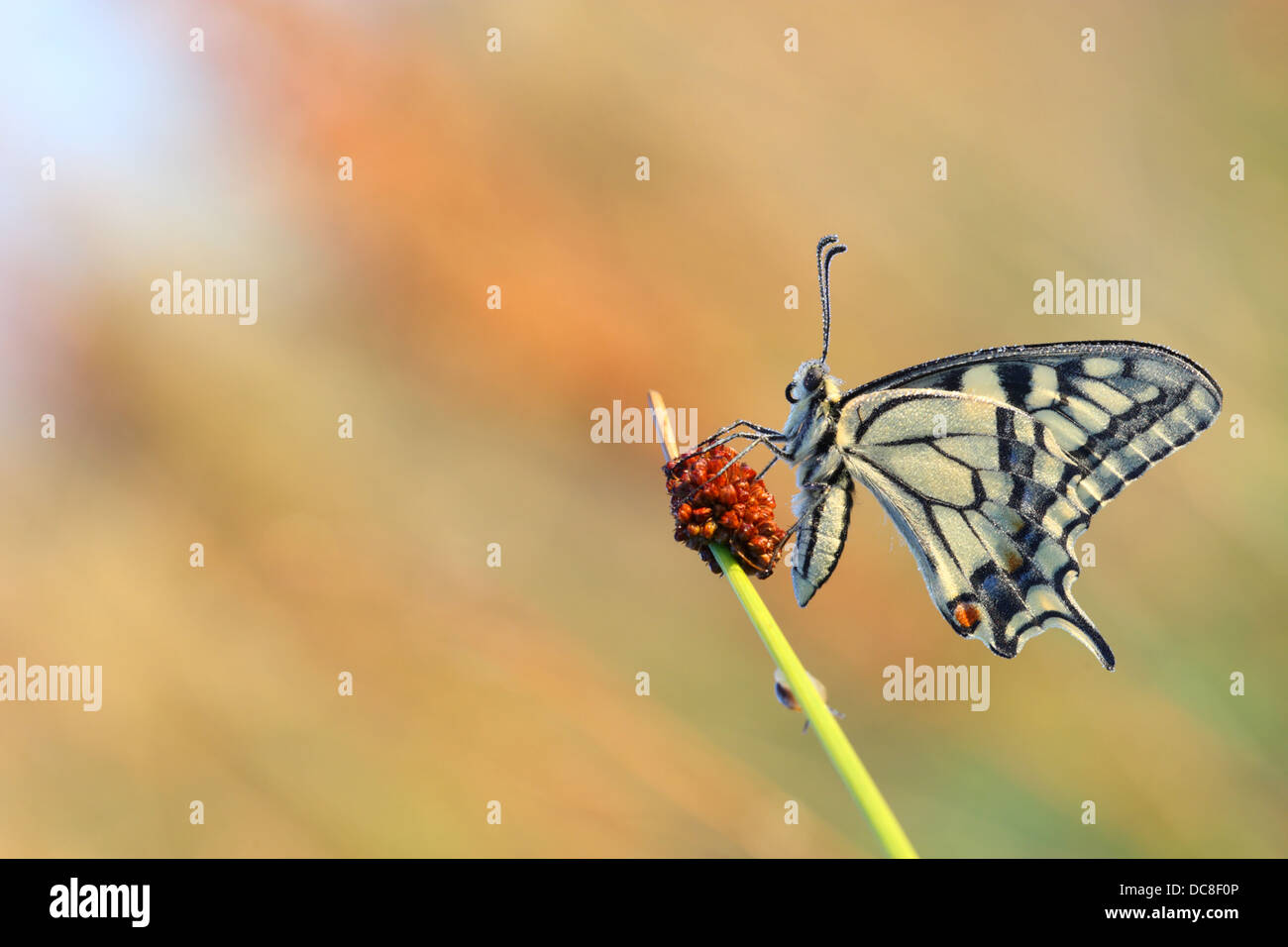 Swallowtail butterfly (Papilio machaon) covered in dew sitting on a grass stem. Europe Stock Photo