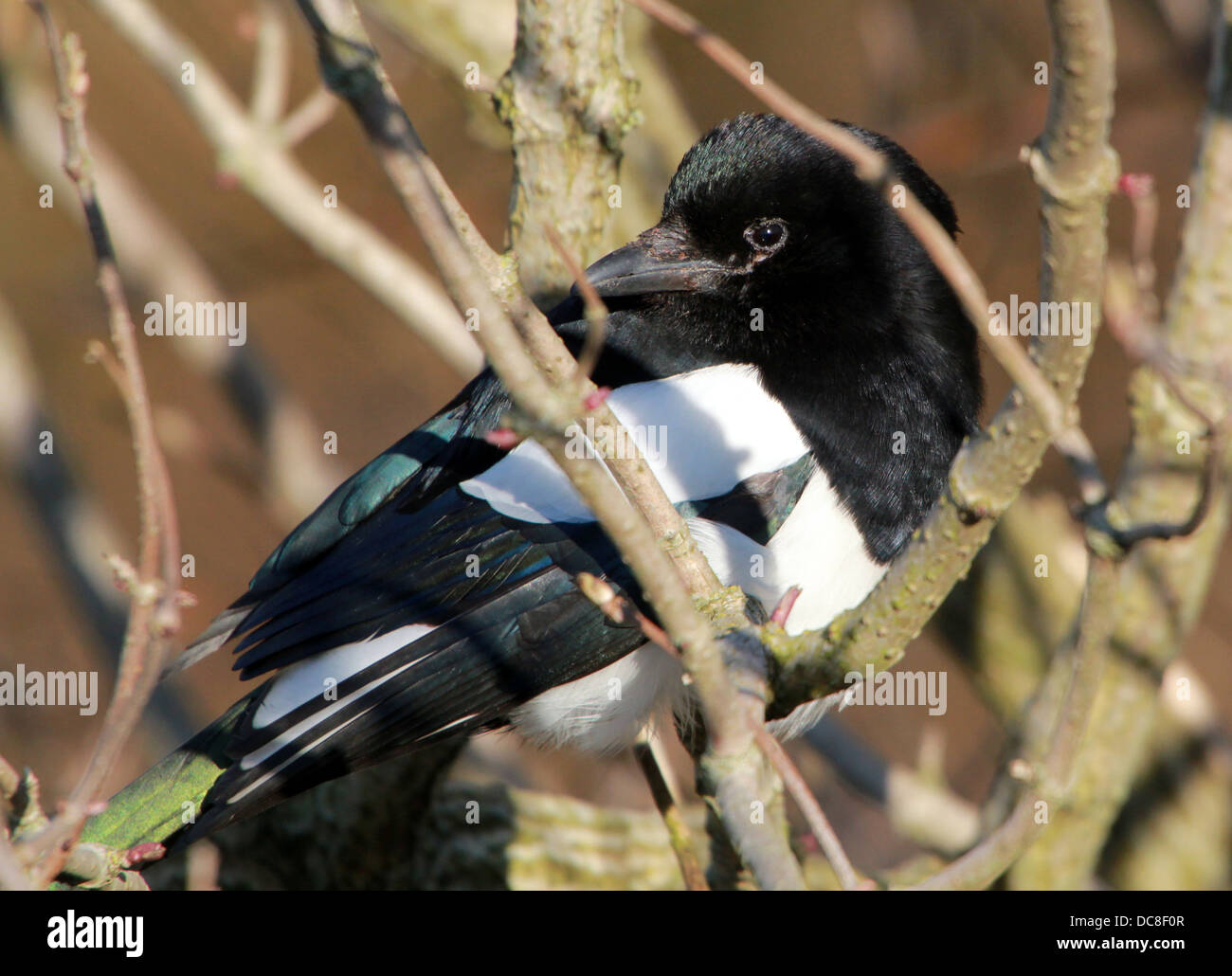 Common magpie (pica pica) in a tree Stock Photo