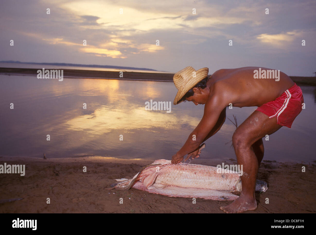Piraruc Fishing of Pirarucú, the world largest river fish. Cultural traditions ...