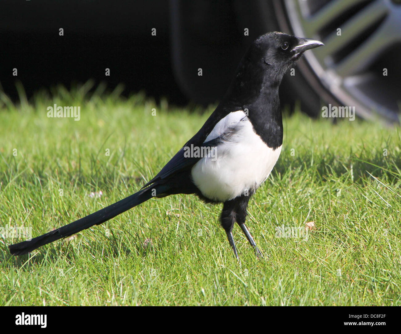 Common magpie (pica pica) foraging on the ground. Stock Photo
