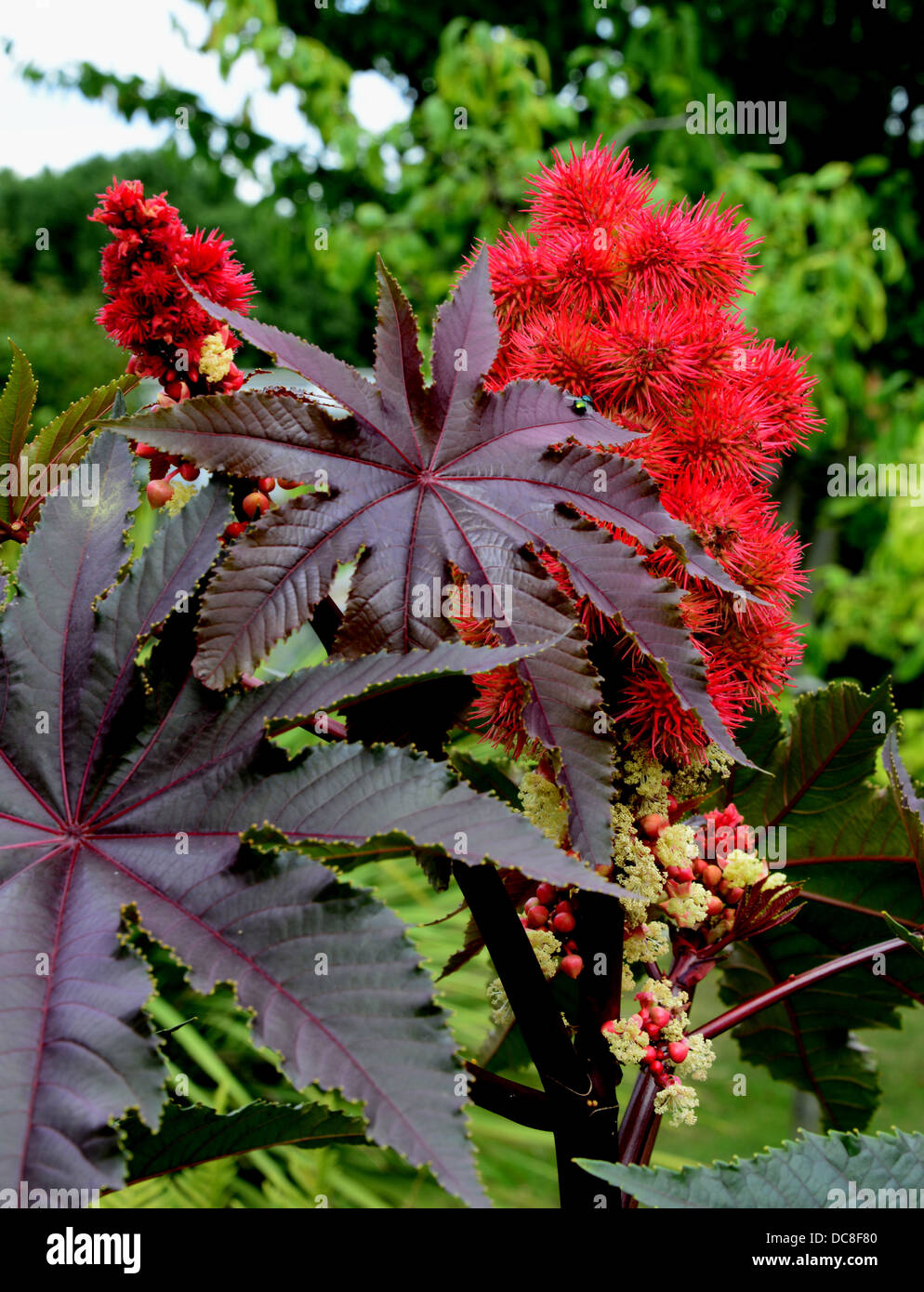 Castor Bean Plant (ricinus communis) ' Carmencita Bright Red' Stock Photo