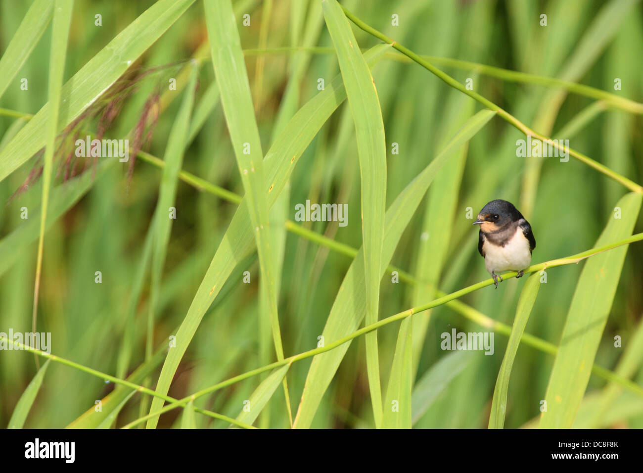 Barn Swallow (Hirundo rustica) resting in reed. Stock Photo