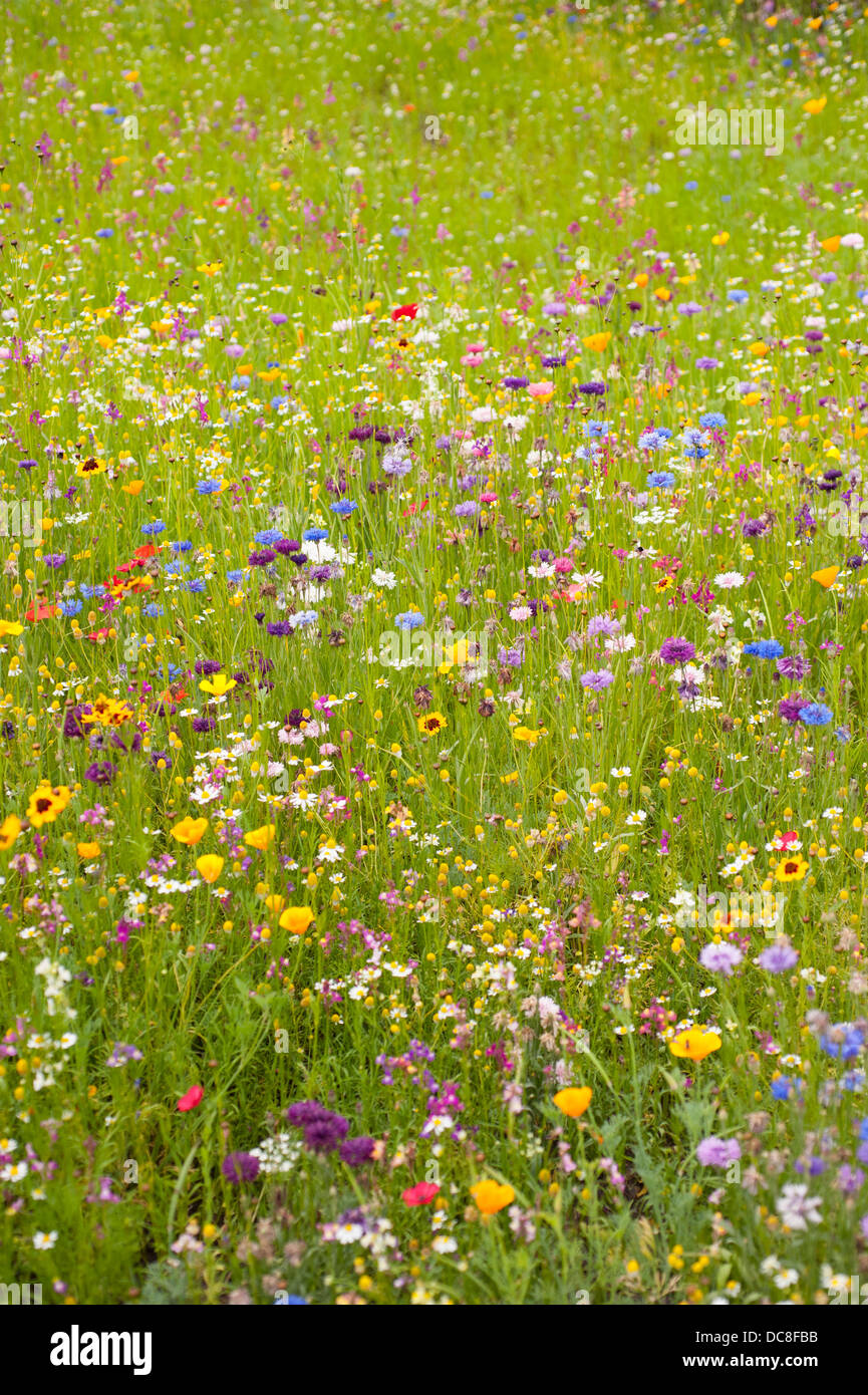 Colourful meadow flowers in summer Stock Photo