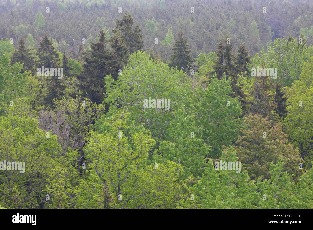 Old trees in springtime at Viidumae national park, Saarema, Estonia. Stock Photo