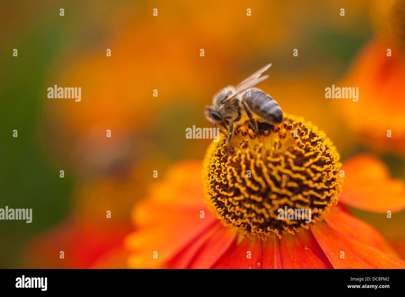 Honey Bee Helenium Flower Photographic Art Canvas main image 1