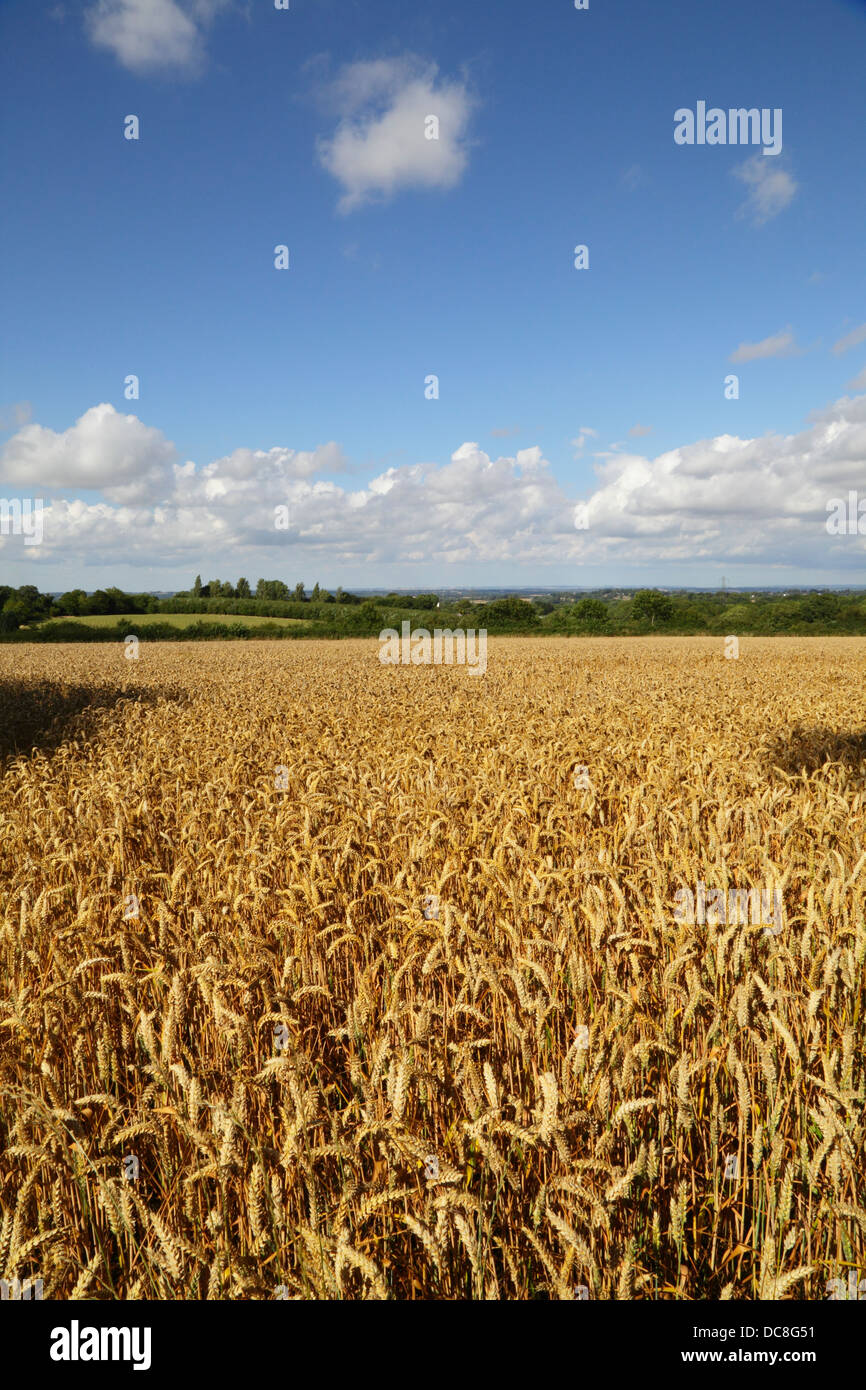 High weald east sussex countryside hires stock photography and images