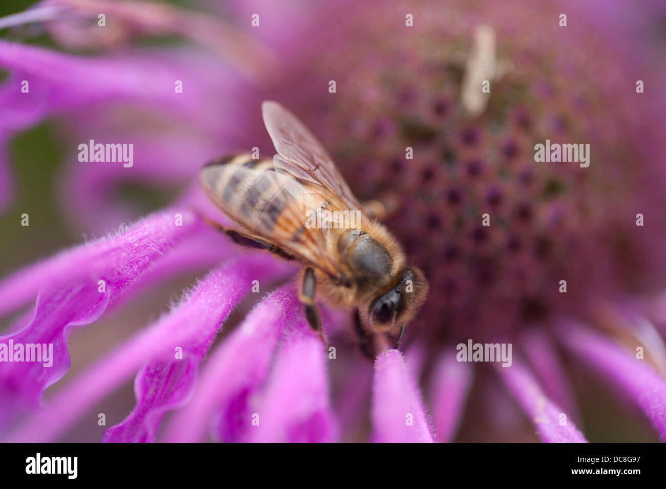Honey bee on Monarda Violet Queen flower head Stock Photo