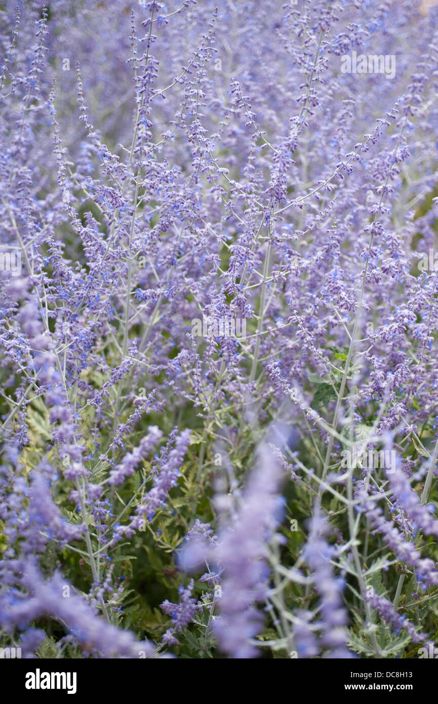 Large group of Perovskia Blue Spire flowers Stock Photo