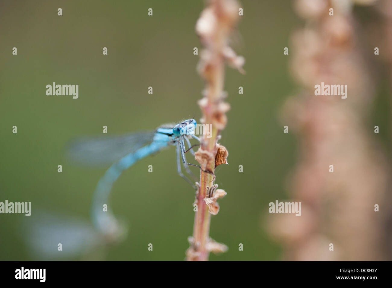 Azure Damselfly, Coenagrion puella, male Stock Photo - Alamy