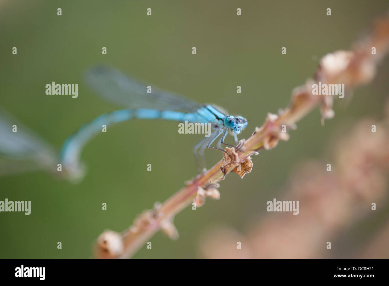 Azure Damselfly, Coenagrion puella, male Stock Photo - Alamy