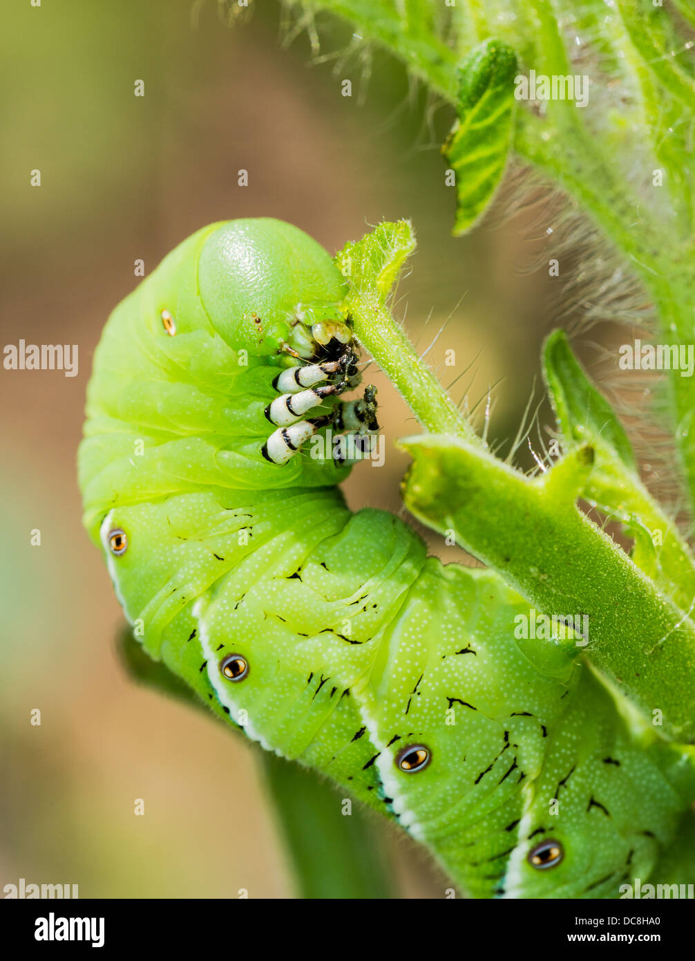 Macro close up of tomato hornworm caterpillar with multiple eye spots