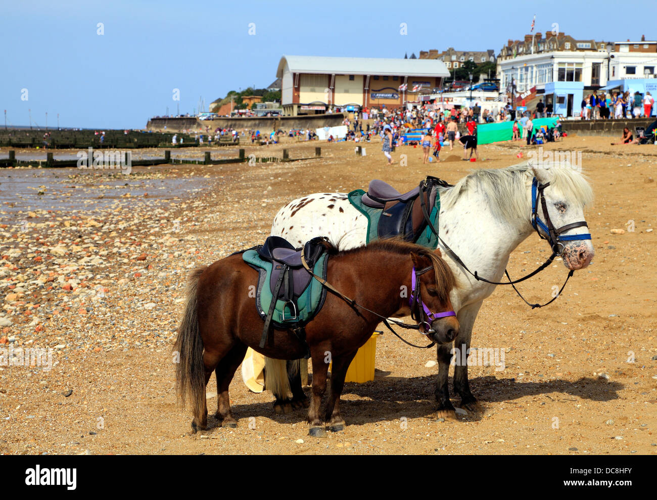 Donkey and Pony rides, Hunstanton Beach, Norfolk England UK beach ponies donkeys Stock Photo