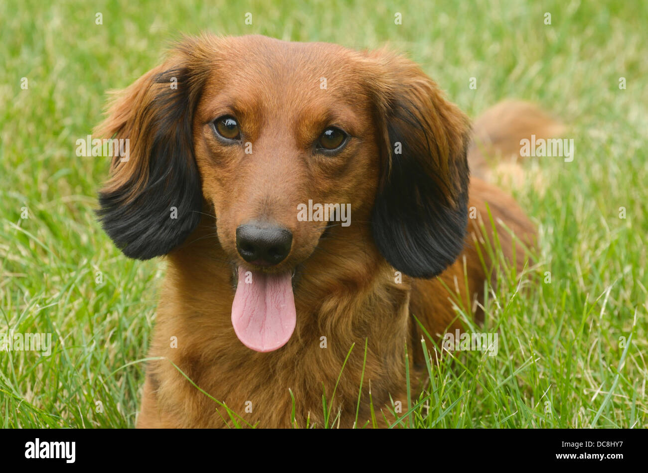 Dog - portrait - Portrait of Red Long-Haired Dachshund Stock Photo