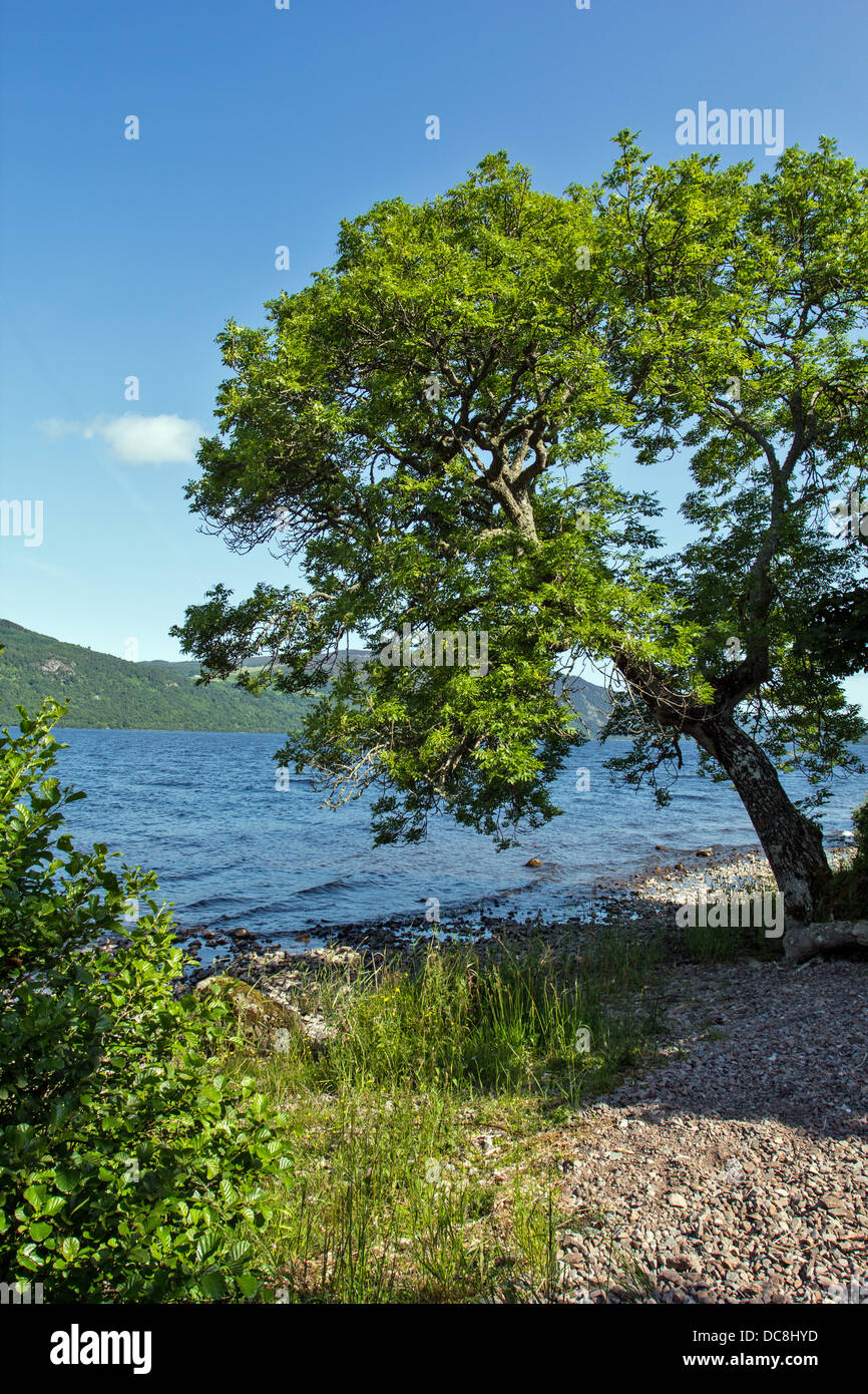 LOCH NESS SCOTLAND WITH ASH TREE [FRAXINUS] ON THE SHORELINE Stock Photo