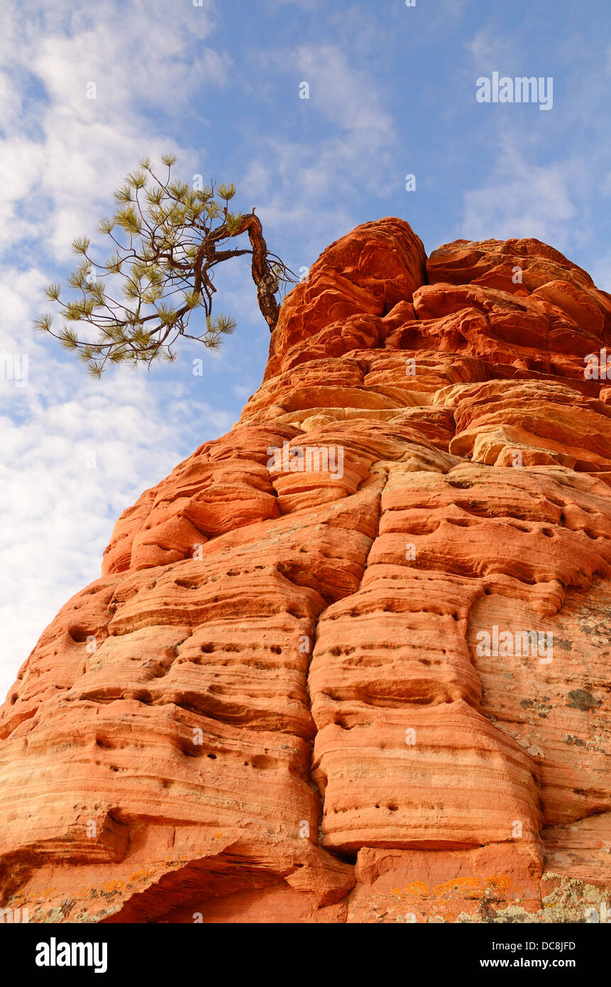 Lone tree growing out of rocks in Zion National Park, Utah, USA Stock