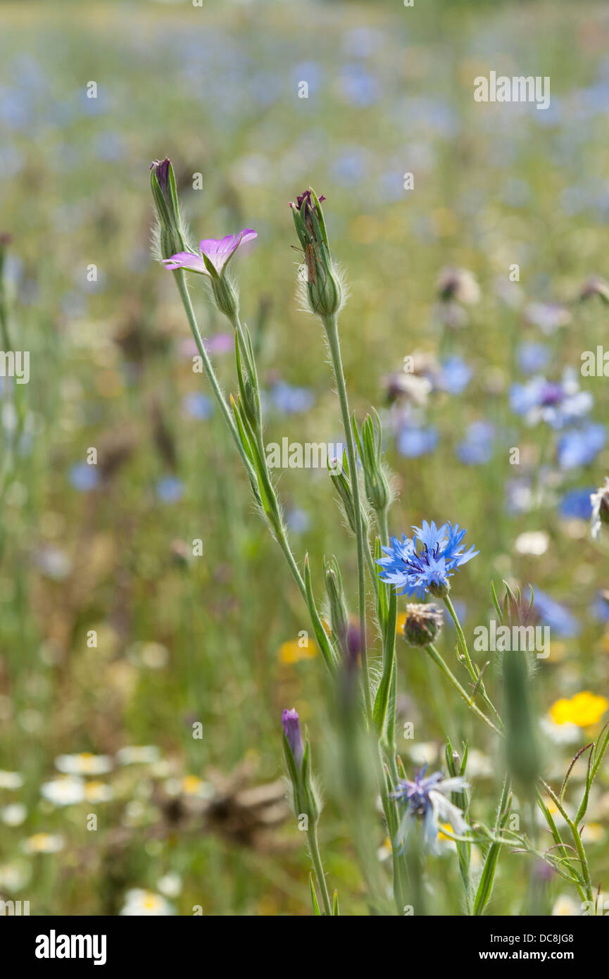 A wild flower meadow in the UK Stock Photo - Alamy