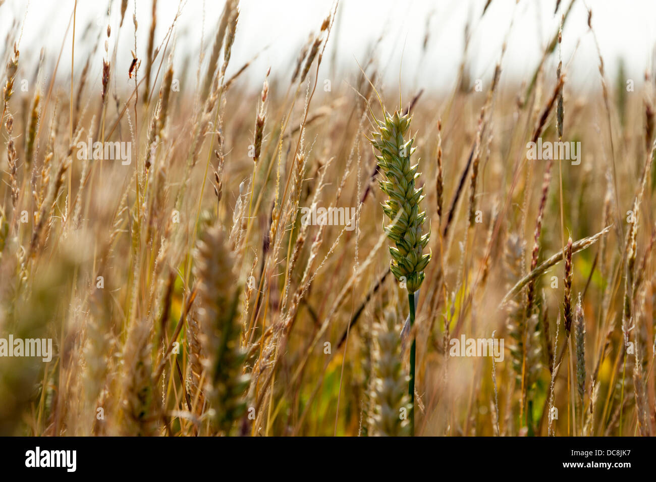 Field of ripe wheat in the UK with grass weeds Stock Photo