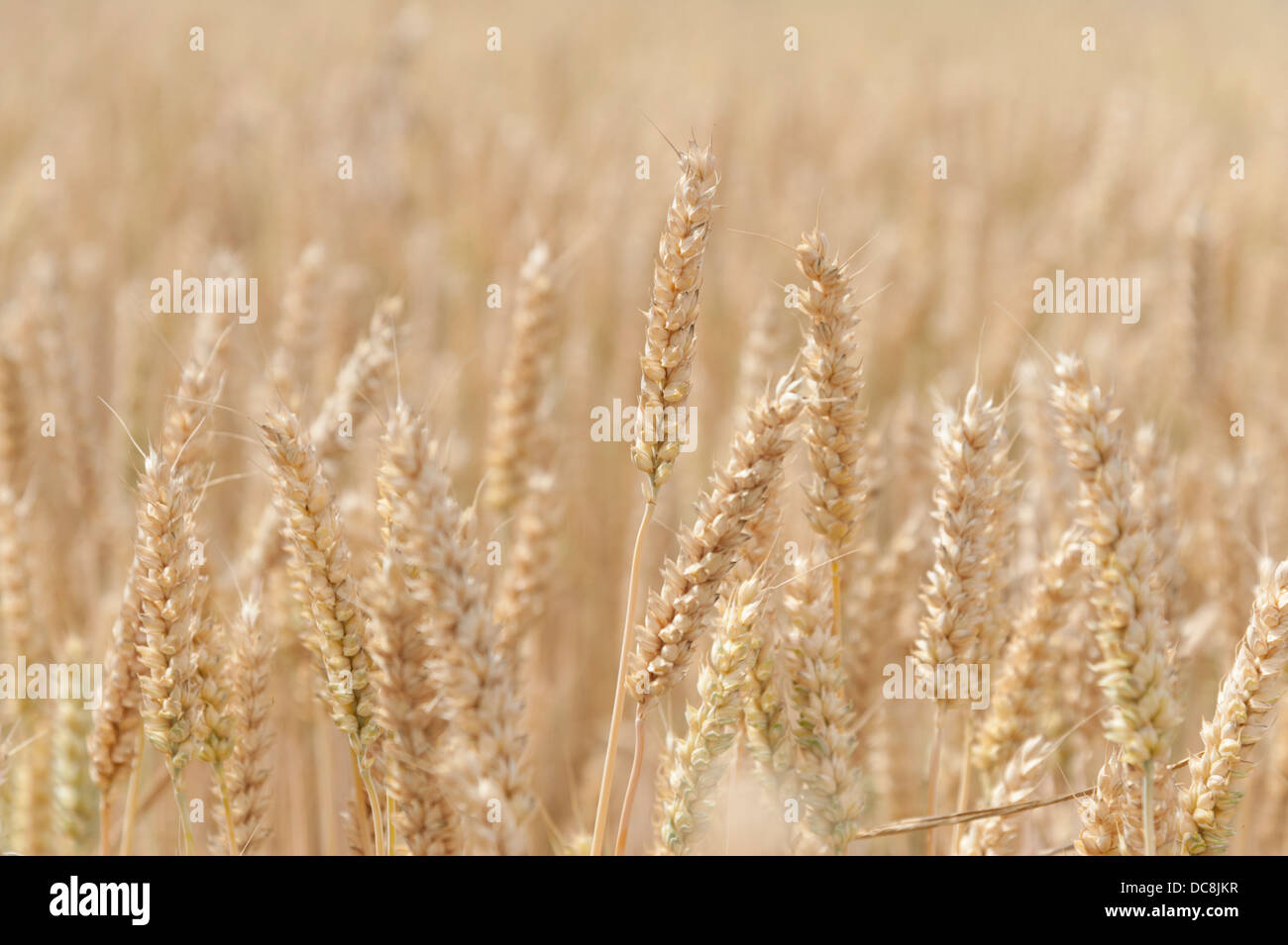 Field of ripe wheat in the UK Stock Photo