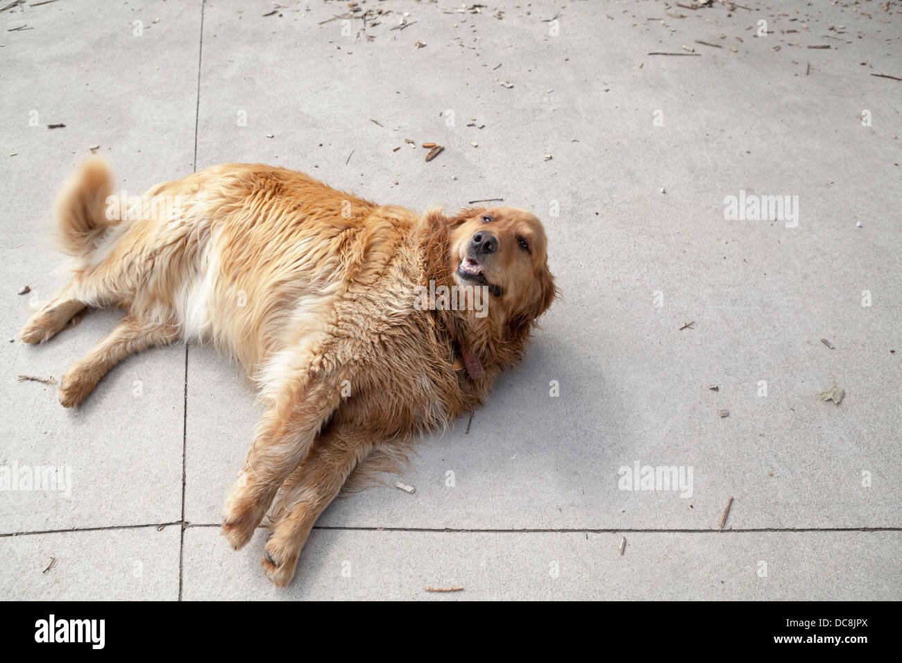 A dog lies down to rest on a cement driveway Stock Photo Alamy
